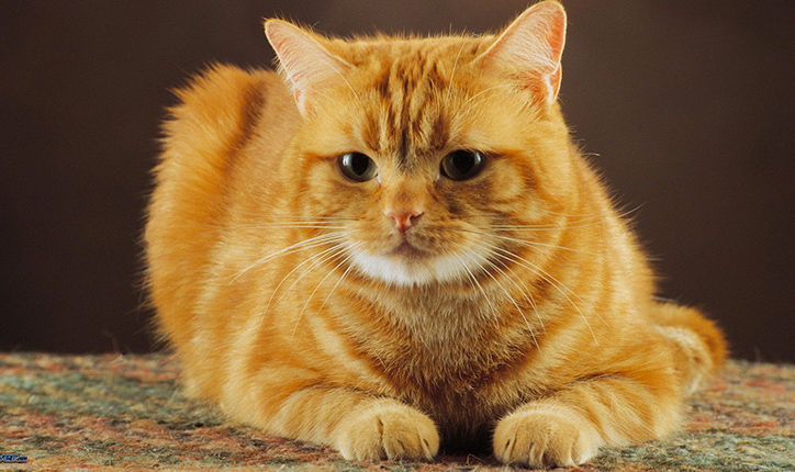 gatto rosso