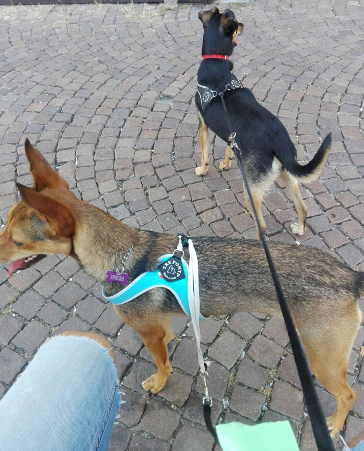 cagnolina