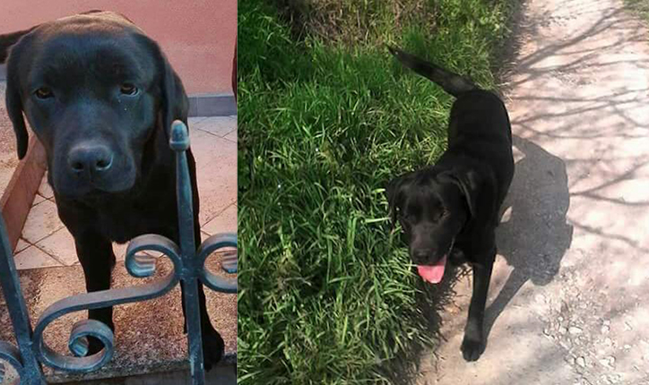 labrador