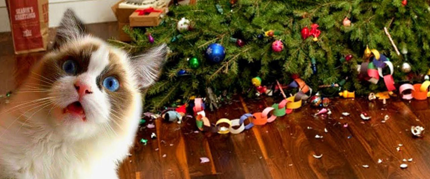 Foto Di Gatti Di Natale.Gatti E Alberi Di Natale La Strana Coppia Ci Spiega Come Sopravvivere Radio Bruno