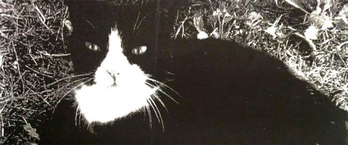 Io amare nero teen micio