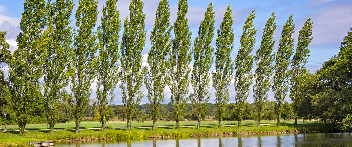 Pioppi, alberi mangiaplastica le loro radici assorbono sostanze