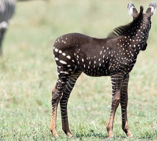 Fotografato un bellissimo esemplare di zebra a pois | Radio Bruno