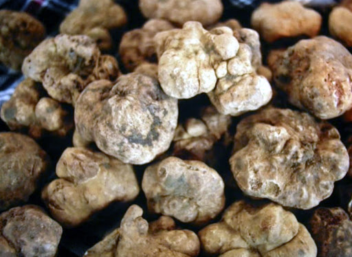 54° Mostra Mercato Nazionale del Tartufo Bianco San Miniato