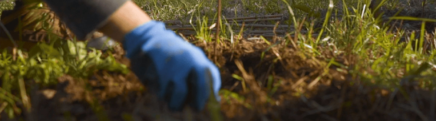 Nasce il Bosco Urbano di Radio Bruno