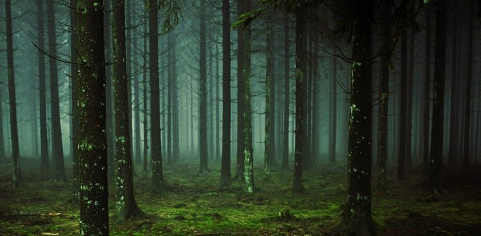 foresta-bosco-albero