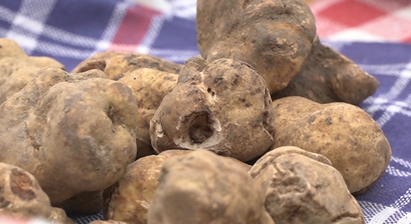 Mostra Mercato Tartufo bianco San Miniato (PI)