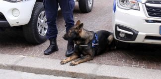 Addio a Victor, l’agente a quattro zampe dell’Unità Cinofila Reggiana