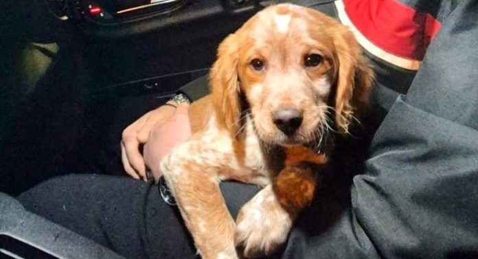 CAGNOLINO RUBATO PC CARABINIERI