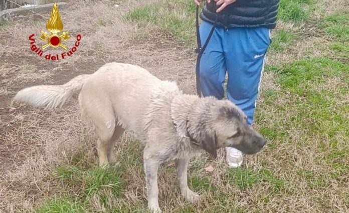 COPERTINA CANE CADUTO IN VASCA LIQUAMI 2 VVF