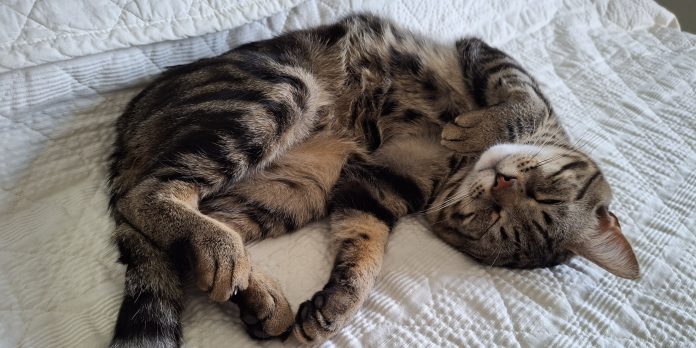 GATTO TIGRO