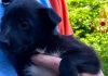 Due cuccioli abbandonati sono stati recuperati e salvati dai Vigili del Fuoco