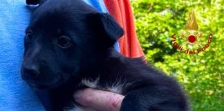 Due cuccioli abbandonati sono stati recuperati e salvati dai Vigili del Fuoco