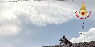 Cane rimane bloccato sul tetto: recuperato dai Vigili del Fuoco