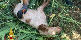 Cane cade in un pozzo: salvato dai Vigili del Fuoco
