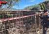 Pittbul allevati e dopati per combattere: 24 cani sequestrati e 12 persone denunciate
