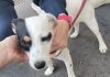 Cane utilizzato per accattonaggio sequestrato a Milano