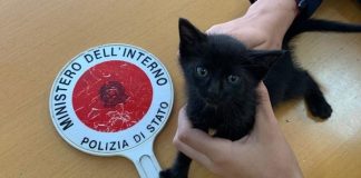 Gattina trovata nell’auto di servizio: salvata dalla Polizia e adottata da un Agente